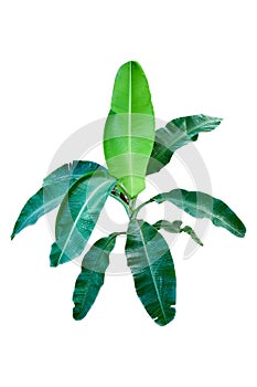 Tree Banana plant leaf, the tropical evergreen vine isolated on white background, clipping path included