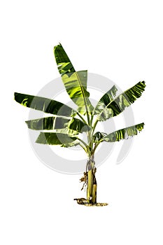 Tree (Banana tree) isolated on white background