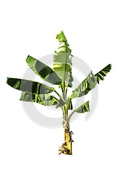 Tree (Banana tree) isolated on white background