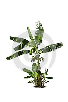 Tree (Banana tree) isolated on white background