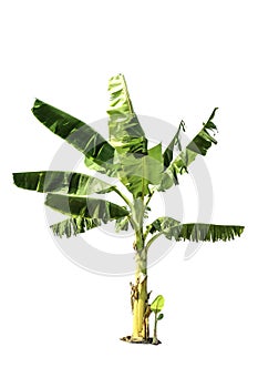 Tree (Banana tree) isolated on white background