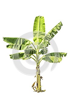 Tree (Banana tree) isolated on white background