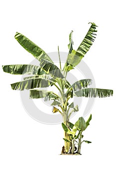 Tree (Banana tree) isolated on white background