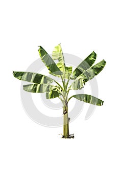 Tree (Banana tree) isolated on white background