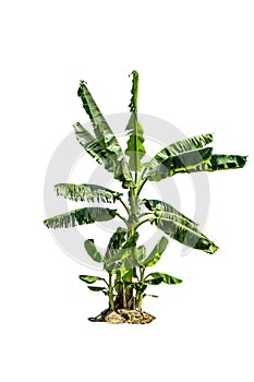 Tree (Banana tree) isolated on white background