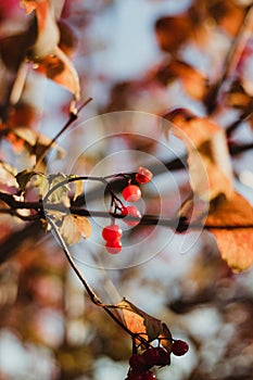 Tree banch of berries with autumn leaves