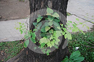 Tree in Bangladesh.jatio press club field.