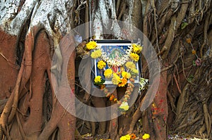 tree banian, India