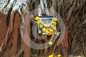 tree banian, India photo