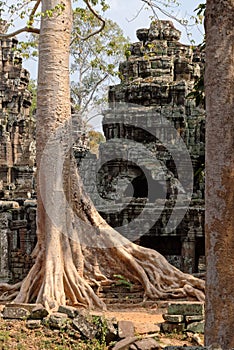 Tree at Banteay Kdei Temple, Cambodia