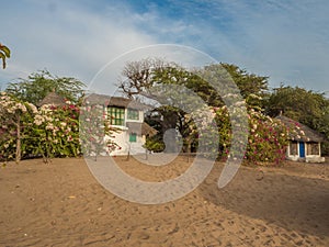 Tree of baobab