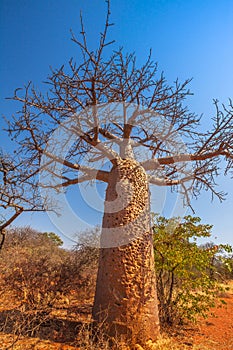 vertical Baobab tree in Limpopo photo