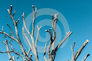 Tree Bare Branches Cold Tone