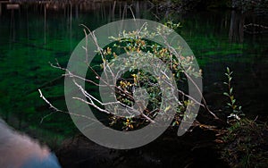 Tree with Bare Branches Next to Lake