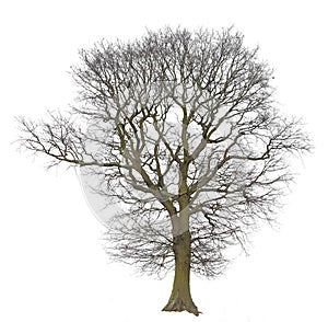 Tree bare isolated