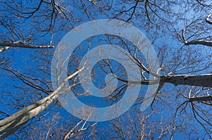 Tree with bare leafless branches. Winter deciduous forest background