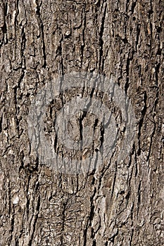 Un árbol corteza 