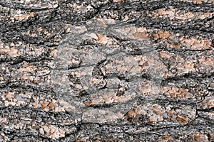 Tree bark