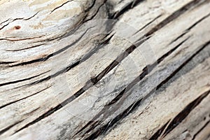 Tree bark