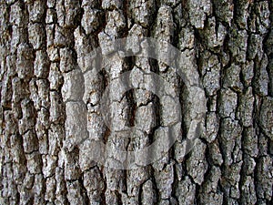 Tree bark