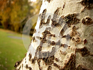 TREE BARK
