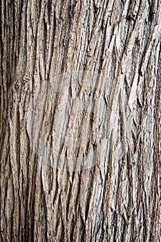 Tree bark