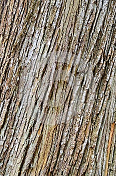 Tree bark