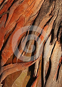 Tree bark