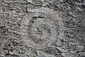 Tree Bark.