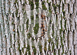 Tree bark