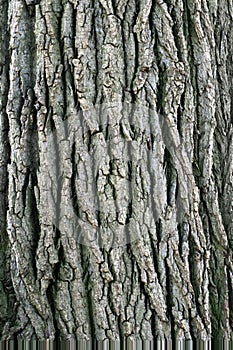 Tree Bark.
