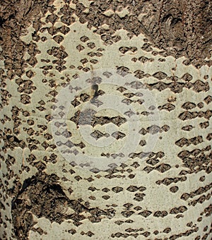 Tree bark