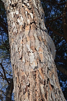 Tree Bark