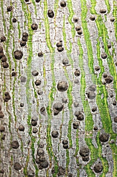 Tree bark