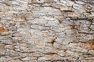 Tree bark