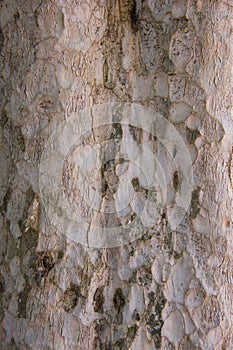 Tree bark