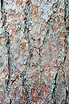 Tree bark