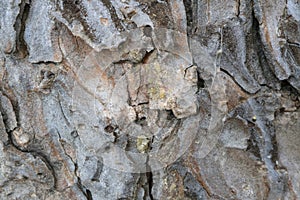 Tree bark. Abstract background.