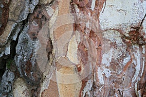 Tree bark. Abstract background. Macro