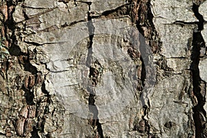 Tree bark. Abstract background