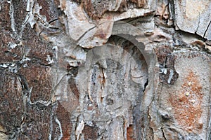 Tree bark. Abstract background