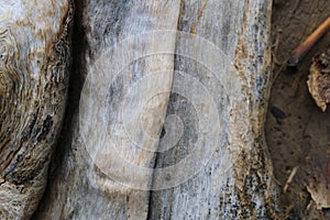 Tree bark. Wood moss.