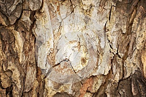 Tree bark abstract background, Retro style process.