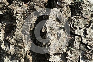 Tree bark. Abstract background.