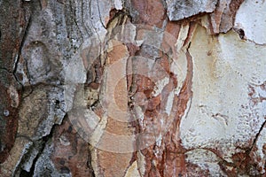 Tree bark. Abstract background.