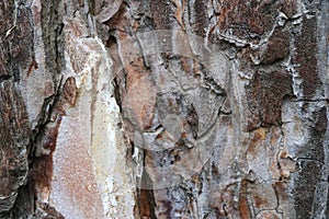 Tree bark. Abstract background.