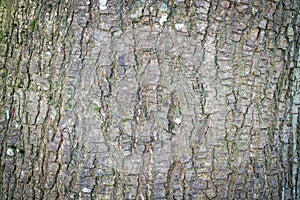 Tree bark abstract texture background pattern multi use abstract image