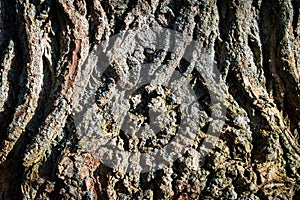 Tree bark abstract texture background pattern multi use abstract image