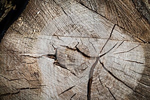 Tree bark abstract texture background pattern multi use abstract image