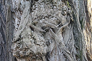 Tree bark abstractions. Old, big trees structure. Tree Eye and Faces.